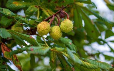 18 ciekawostek o kasztanowcach