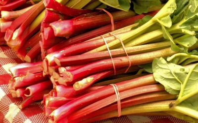 18 ciekawostek o rabarbarze