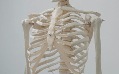 22 ciekawostki o żebrach