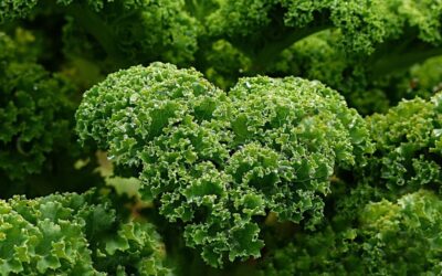 18 ciekawostek o jarmużu