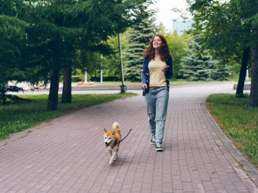 Najczęstsze zatrucia u psów na spacerach: Na co uważać w parkach