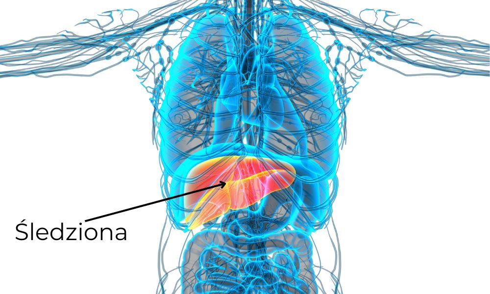 śledziona