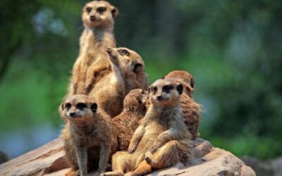 20 ciekawostek o surykatkach