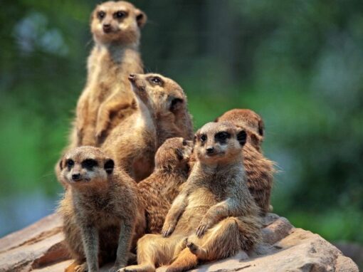 20 ciekawostek o surykatkach