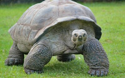 20 ciekawostek o żółwiach olbrzymich