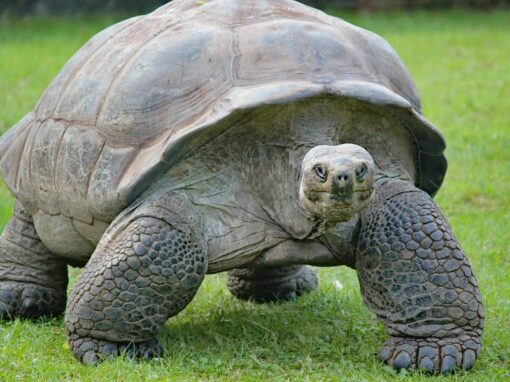20 ciekawostek o żółwiach olbrzymich