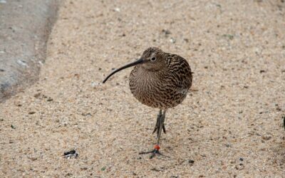 25 ciekawostek o ptaku kiwi