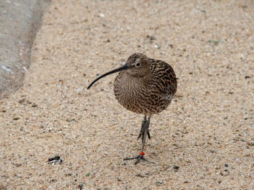25 ciekawostek o ptaku kiwi
