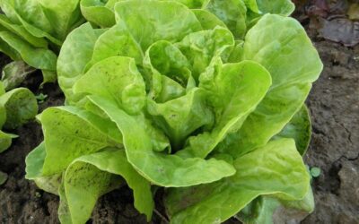 22 ciekawostki o sałacie