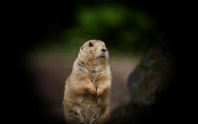 25 ciekawostek o świstakach