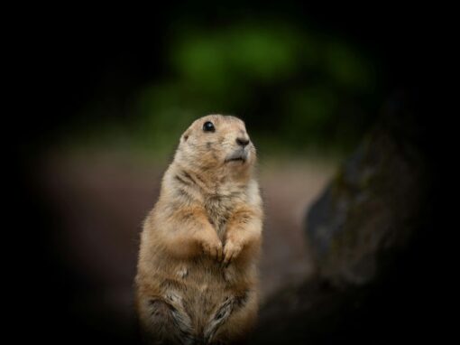 25 ciekawostek o świstakach