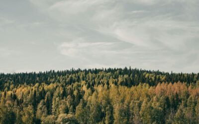 25 ciekawostek o tajdze