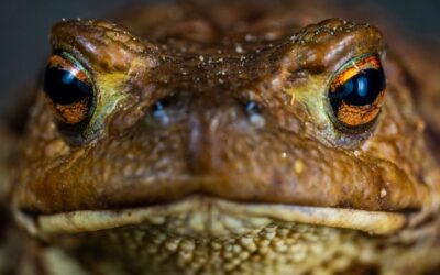 17 ciekawostek o żabie goliat