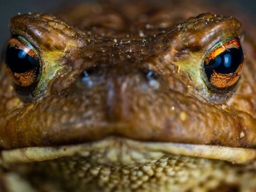 17 ciekawostek o żabie goliat