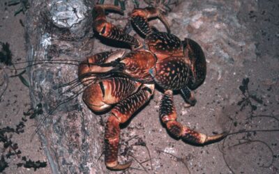 19 ciekawostek o krabach palmowych