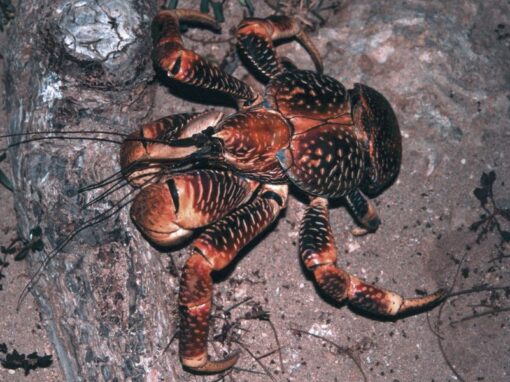 19 ciekawostek o krabach palmowych