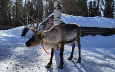 20 ciekawostek o Laponii