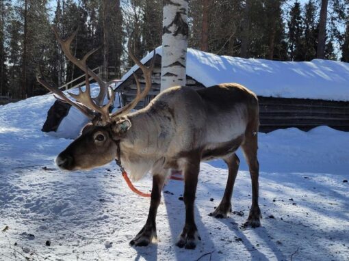 20 ciekawostek o Laponii