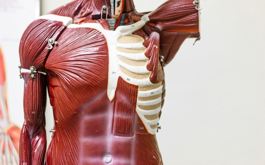 19 ciekawostek o przeponie