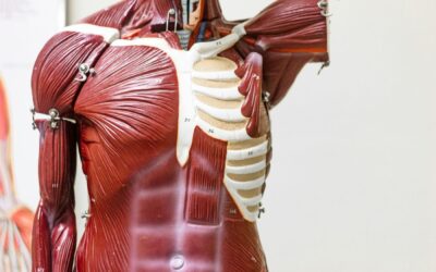 19 ciekawostek o przeponie