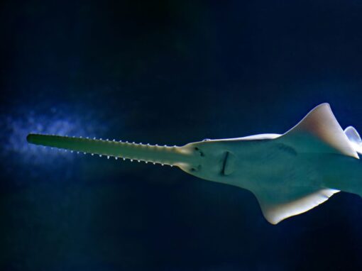 20 ciekawostek o rybie pile