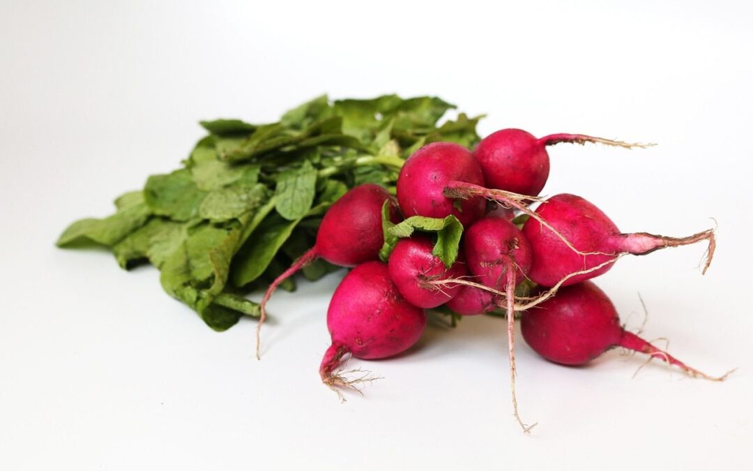 20 ciekawostek o rzodkiewce
