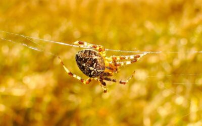 18 ciekawostek o Krzyżaku ogrodowym