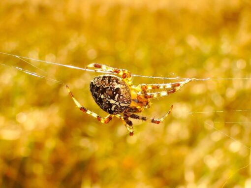 18 ciekawostek o Krzyżaku ogrodowym