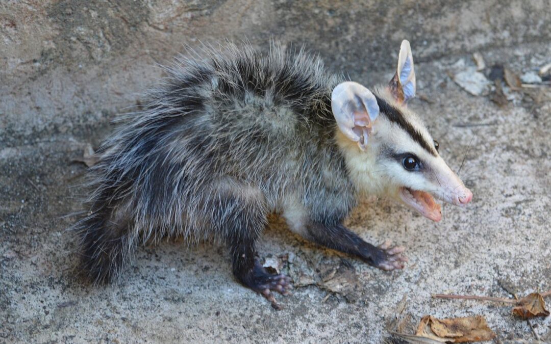 18 ciekawostek o oposach