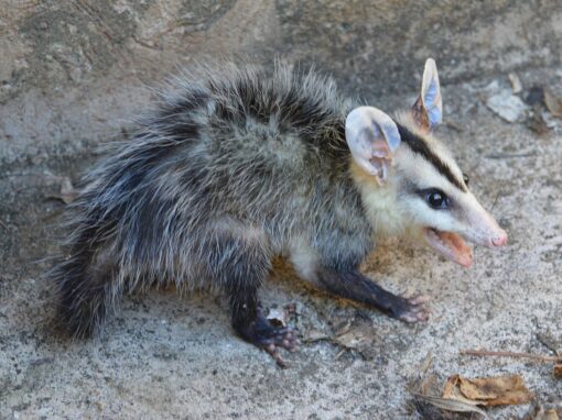 18 ciekawostek o oposach