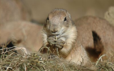 16 ciekawostek o pieskach preriowych