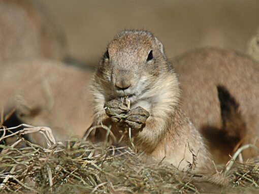 16 ciekawostek o pieskach preriowych