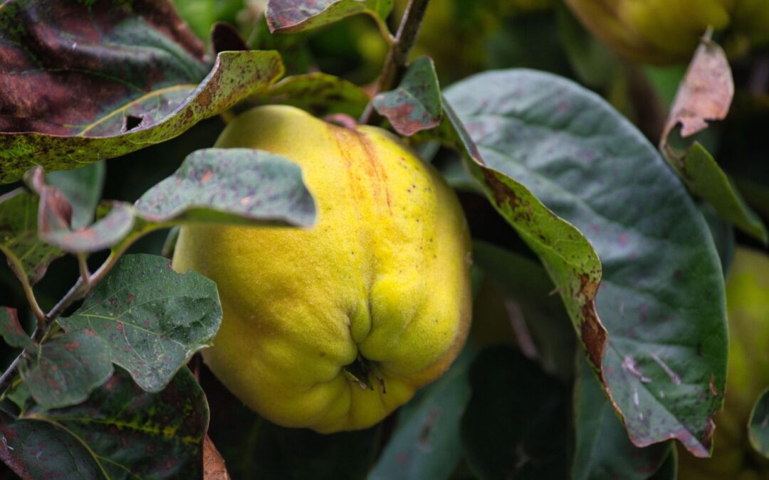 20 ciekawostek o pigwie