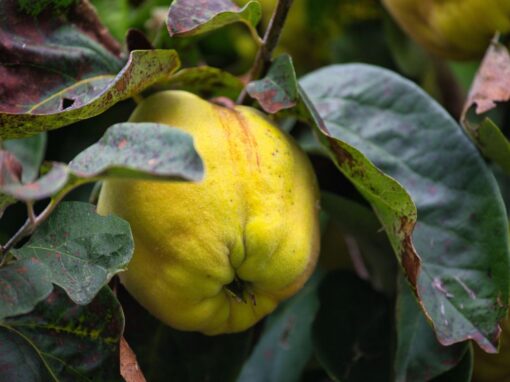 20 ciekawostek o pigwie