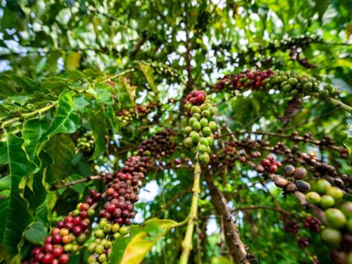 18 ciekawostek o drzewie kawowym