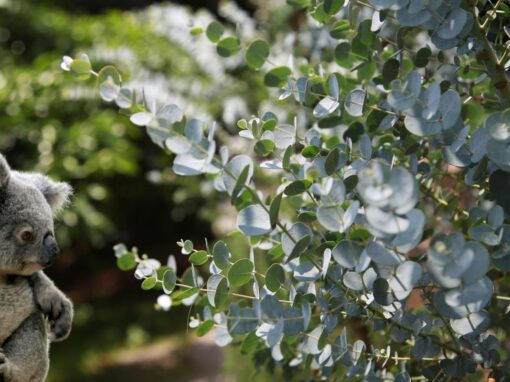 16 ciekawostek o eukaliptusie