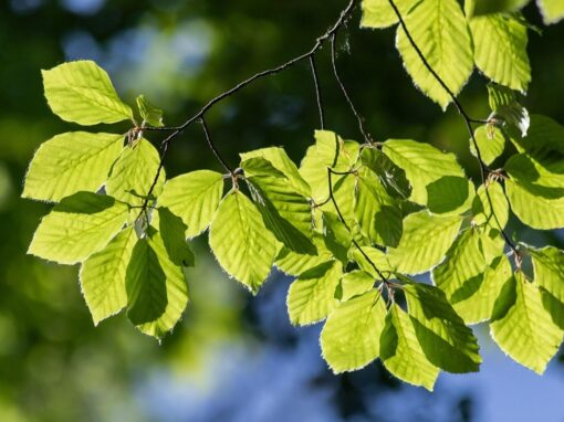 14 ciekawostek o grabie