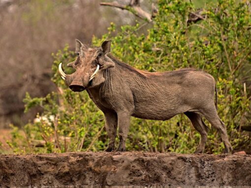 17 ciekawostek o guźcu