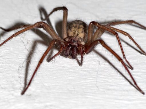 18 ciekawostek o kątniku domowym