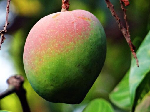 14 ciekawostek o mango