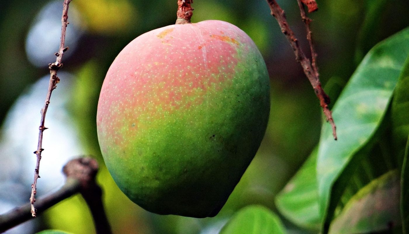 mango