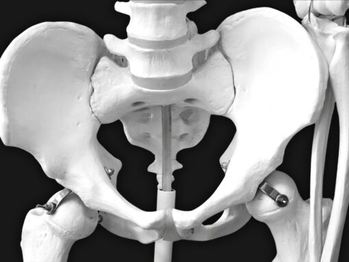 17 ciekawostek o miednicy