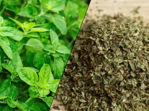 12 ciekawostek o oregano