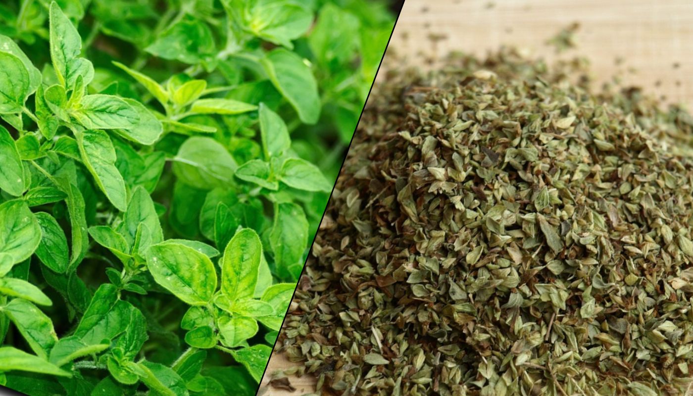 oregano