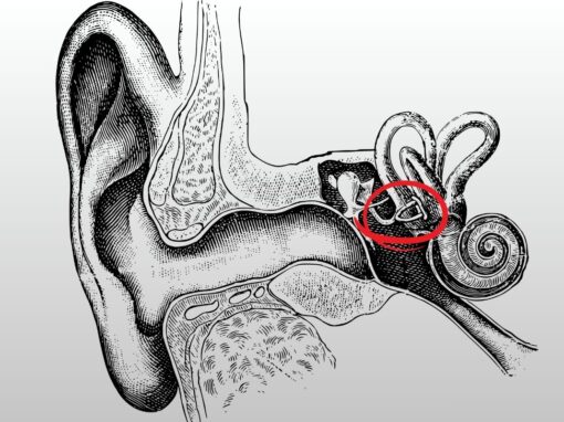 14 ciekawostek o strzemiączku