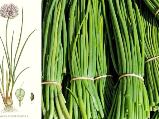 14 ciekawostek o szczypiorku