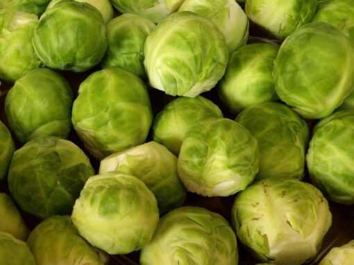 13 ciekawostek o brukselce