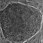 komórki macierzyste