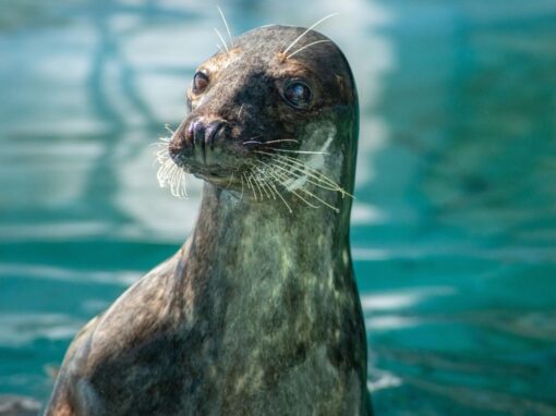 14 ciekawostek o lwach morskich