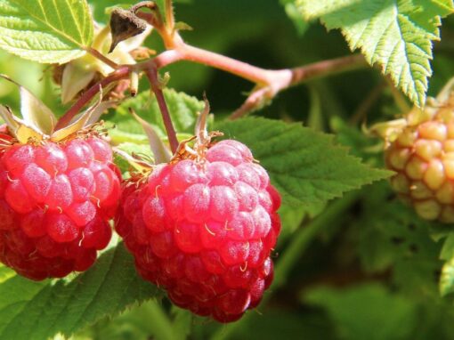 12 ciekawostek o malinach